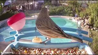 pine siskin 🐦Birdcam