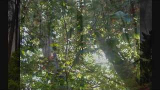 Milieu - Bent Appletrees
