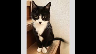 ウチの猫がガンになりました（9）東日本大震災直後の魔訶不思議な出会い…我が家に向かって勝手に歩き出した