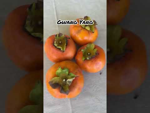Tasting 10 Different Varieties of Persimmons