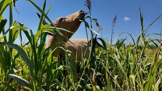 How This Texas Ranch Thrives In Extreme Drought