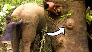 Abscess forming bullet wounds made the elephant suffer after being a victim from trap gun