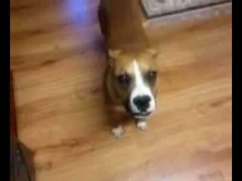 Titus the Boxer loves New Orleans!