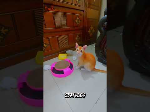 cat cid Bangla fani video