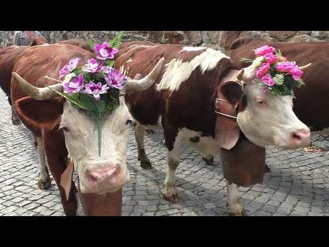 La Desnalpà 2015 - Mucche per le vie di Settimo Vittone