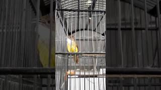 Download lagu SUARA BURUNG - Cucak jenggot istimewa isian gereja tarung full. (JHONKEI) mp3