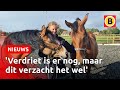 Pony's doodgereden: Sanne krijgt nieuwe dieren | Omroep Brabant