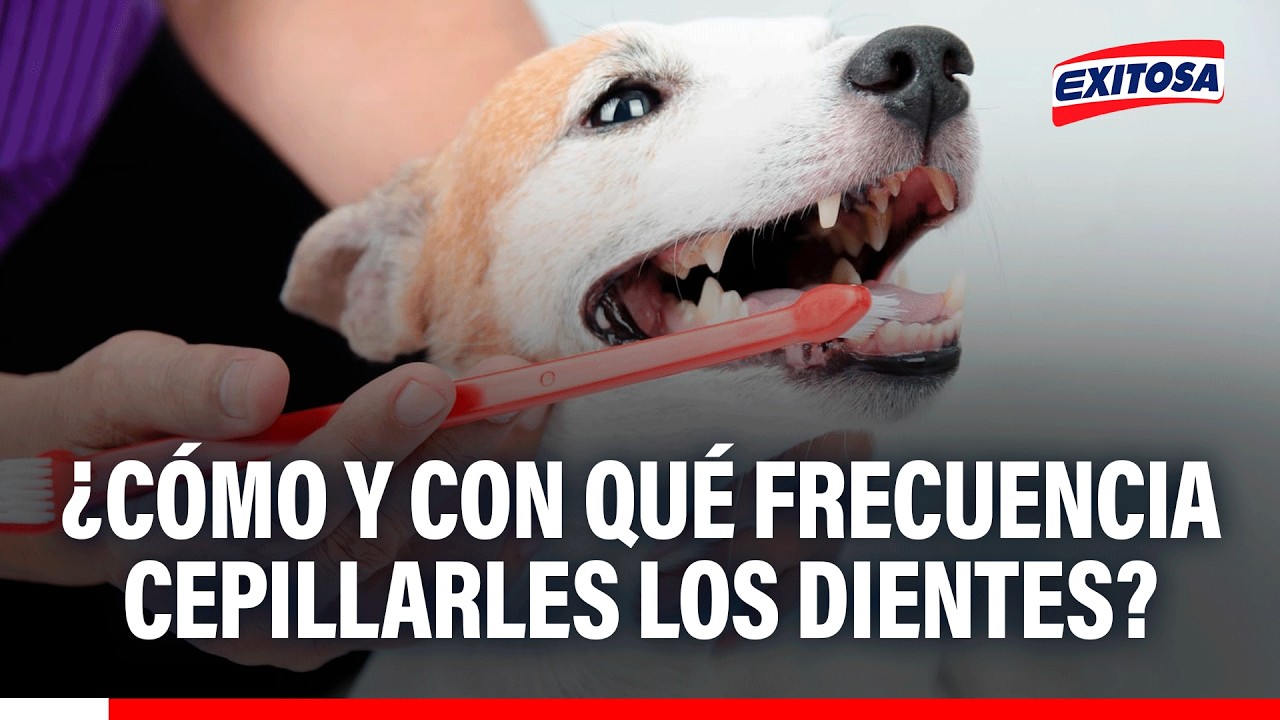 🔴🔵 ¿Cómo y con qué frecuencia cepillarles los dientes a nuestras mascotas?