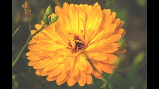 Measurement and Estimation of Crop Coefficient of Plastic Greenhouse for Marigold