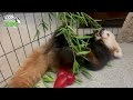 Red panda cubs play