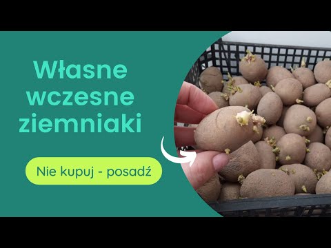 , title : 'Kiełkowanie ziemniaków wczesnych. Jak kiełkować ziemniaki? Porady ogrodnicze.'