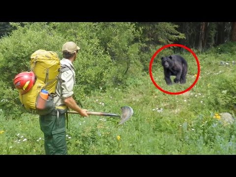 6 Begegnungen Mit Bären, Die Sie Nicht Sehen Wollen