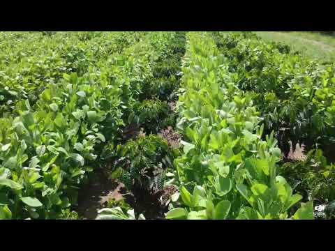 Vôo sobre o café conilon plantado com clotalaria.