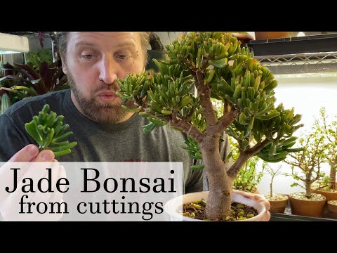 Jade Bonsai from Cuttings Part 1. Succulent Bonsai Repotting, Care and Maintenance. Jade Bonsai 2021