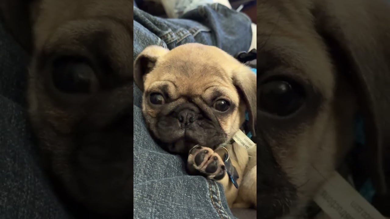 Jagaimo sleeping on me