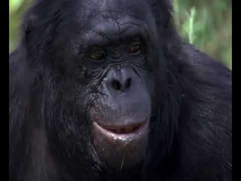 Apes roasting marshmallows