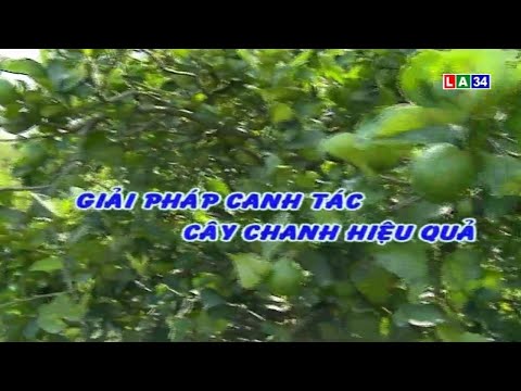 GIẢI PHÁP CANH TÁC CÂY CHANH HIỆU QUẢ
