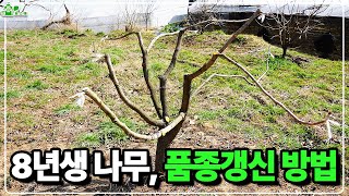 8년생 나무 품종갱신 방법ㅣ 나무 캐내지 마세요 ㅣ 고접을 이용하세요