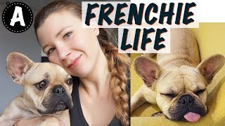 FRENCH BULLDOG TIPS