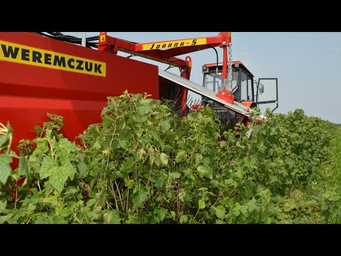Blackcurrant harvest with JOANNA-5 harvester + URSUS