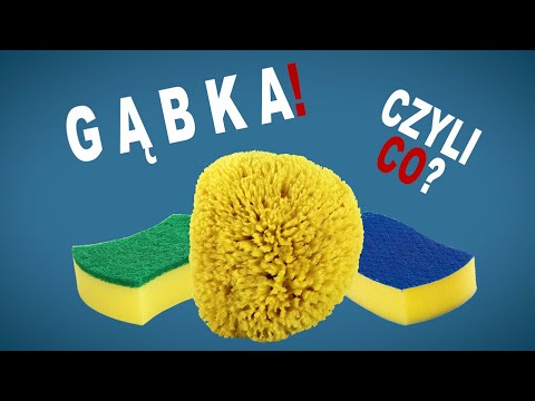 Czym Tak Naprawdę są Gąbki?