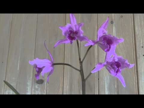 Cattleya Lobata Orchid Flowers