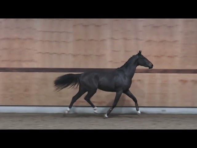 gaits