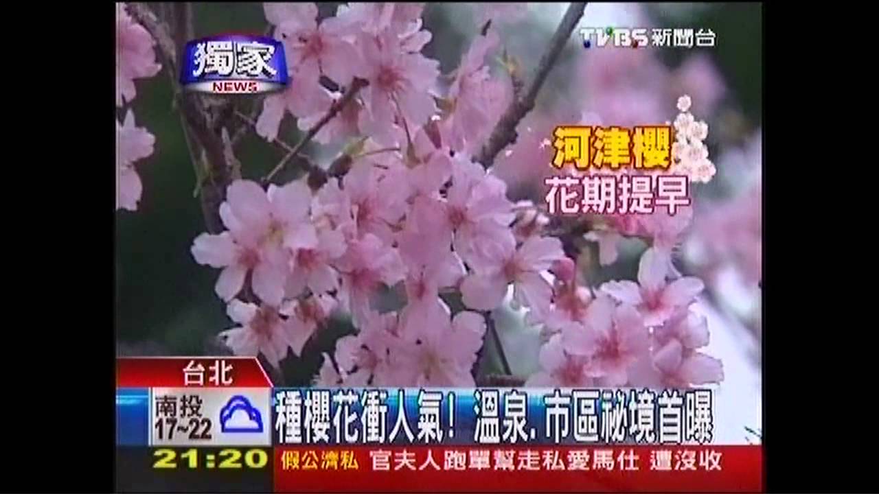 〈獨家〉種櫻花衝人氣! 溫泉、市區祕境首曝