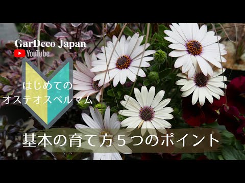 エテオストマ・オスバーニ