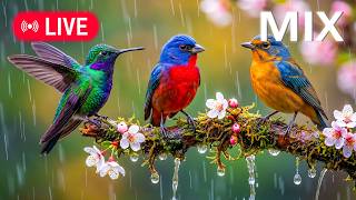 Download lagu 🌿 Bird Sounds with Relaxing Piano Music | Beautiful Nature Sounds for Mindfulness mp3