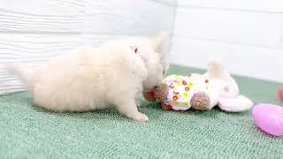 チワワ（ロング）の動画01