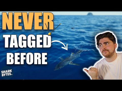 The Last Remaining Mako Sharks of the Mediterranean