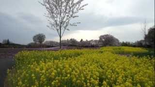 preview picture of video '2012.4.13(金)ザ・トレジャーガーデンの桜(群馬県館林)'