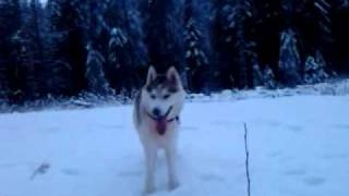 Siberian husky Gaia lykaia Eden Articos mythos running free in the wild