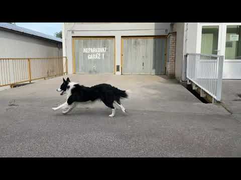 Co dokáže pes oběhnout na povel?