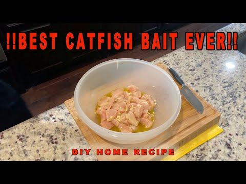 Best Catfish Bait EVER!