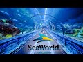 Top Things To Do At SeaWorld Orlando You Can T Miss