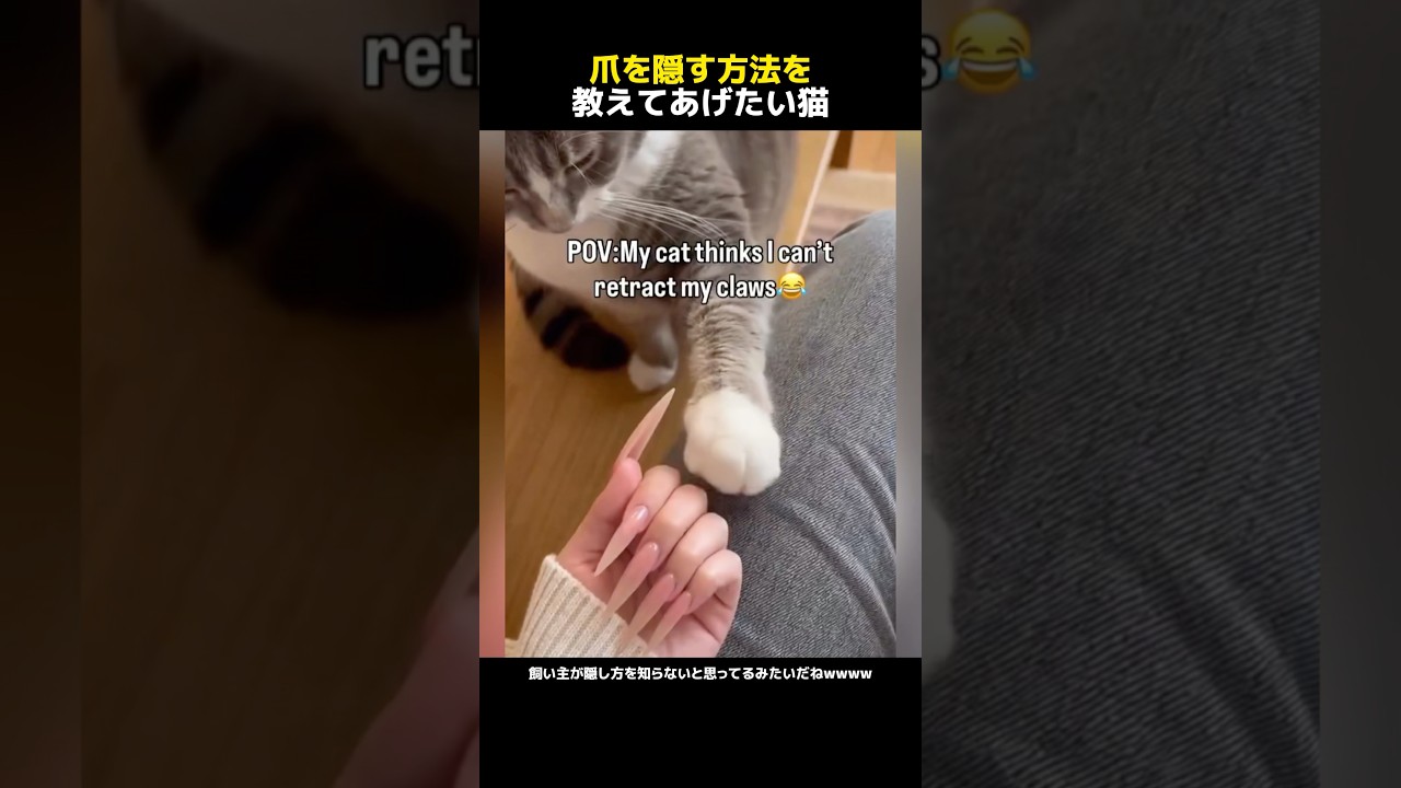 爪を隠す方法を教えてあげたい猫