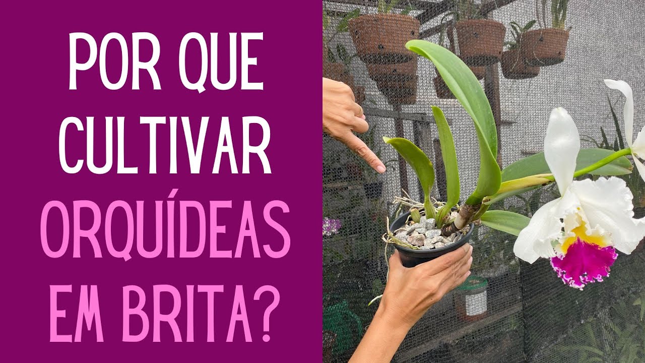 ORQUÍDEAS: Por que e como  plantar as orquídeas em pedra brita?
