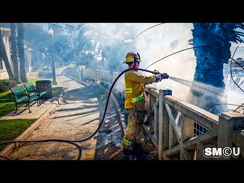 𝗣𝗔𝗟𝗜𝗦𝗔𝗗𝗘𝗦 𝗣𝗔𝗥𝗞 𝗙𝗜𝗥𝗘: Firefighters Contain Palm Tree Blaze Along Coastal Bluffs