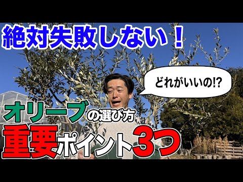 冬のオリーブの木に最適なマルチは何ですか?庭師のためのヒントとコツ  庭園