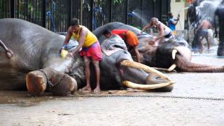 preview picture of video 'Esala Perahera Elephants Bathing - Sri Dalada Maligawa Kandy'