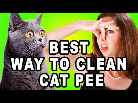 Get Rid of Cat Pee Smell: Insider secrets to getting rid of cat urine odor.