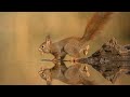 Smart Squirrel Animal Planet Full Episode Documentary Hindi