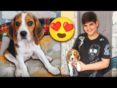 😍🐶 REGALO UN CUCCIOLO di CANE A CHRISTIAN!! SORPRESA A MIO FRATELLO!