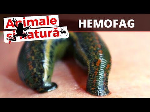 hirudoterapie leech i varicoza