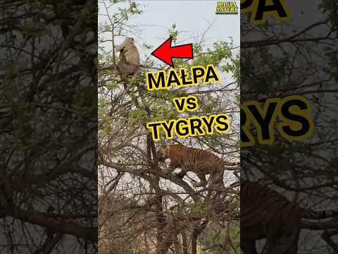 Atak Tygrysa na Małpę z Młodym!