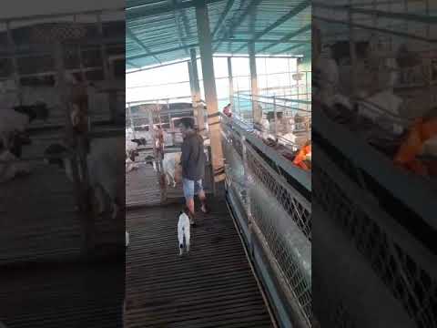 Trang trại dê Hùng Triều