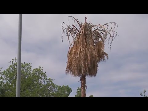 2nd YouTube video about are there palm trees in texas