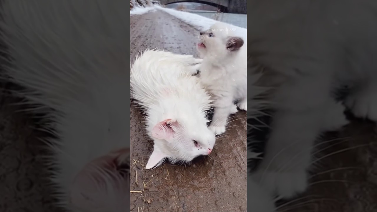 A cat mother jumps off a bridge to save her cub, and a puppy's actions move the entire internet.